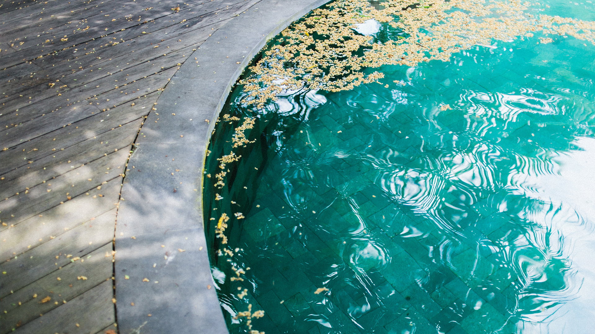 Image of a pool with leaves.